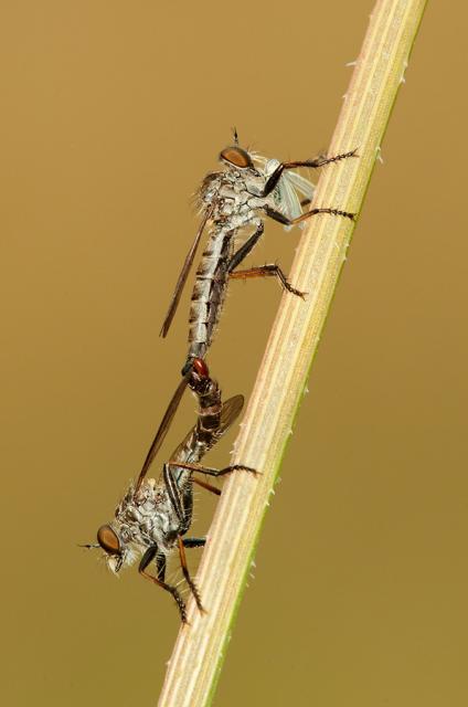 Immagine Allegata: robberfly1pichb.jpg