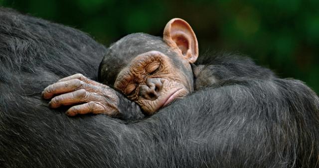 651-scimpanze.jpg