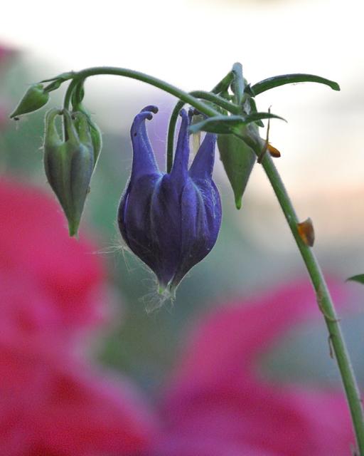 Immagine Allegata: aquilegia.jpg