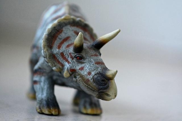 Immagine Allegata: triceratops_063.JPG