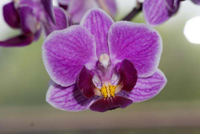 Immagine Allegata: orchideasony2.jpg