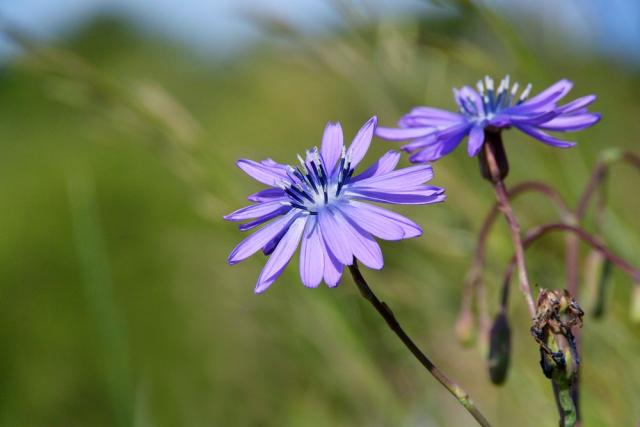 Immagine Allegata: Lattuga-perenne_2.jpg