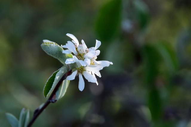 Amelanchier.jpg