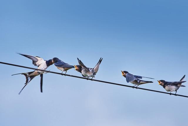 Hirundo rustica.jpg