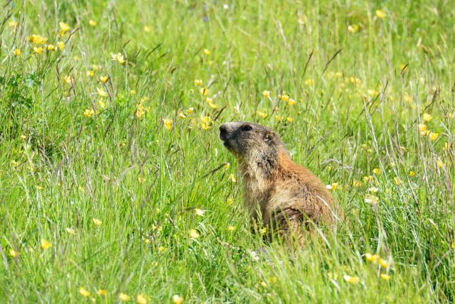 Immagine Allegata: Marmotta_8.jpg