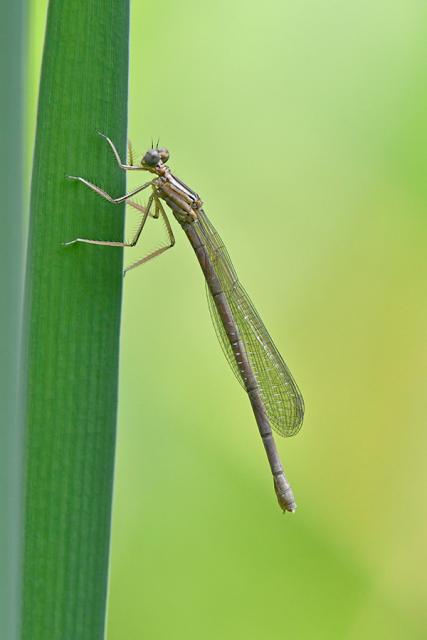 Immagine Allegata: damsel1.jpg