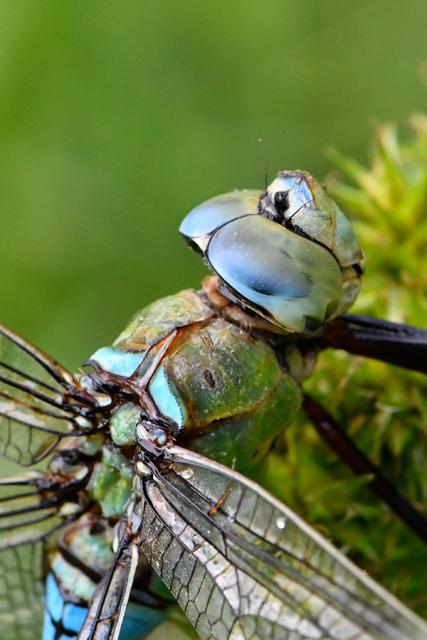 Immagine Allegata: dragonfly.jpg