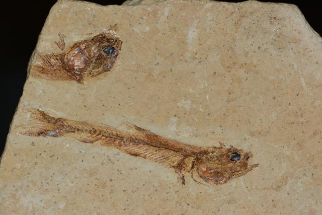 Immagine Allegata: fossil.jpg