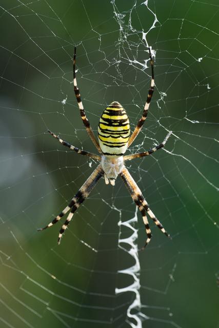 Immagine Allegata: argiope.jpg