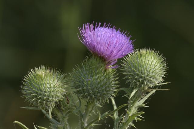 Immagine Allegata: cirsium.JPG