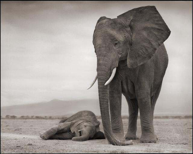 Immagine Allegata: Elephant-with-Baby_2706264k.jpg