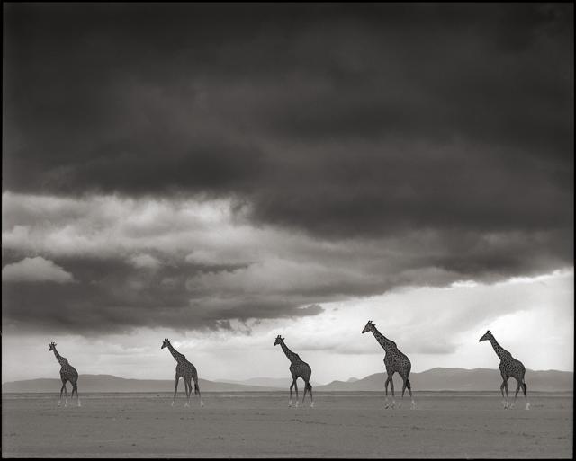Immagine Allegata: giraffes-crossing-lake-bed.jpg