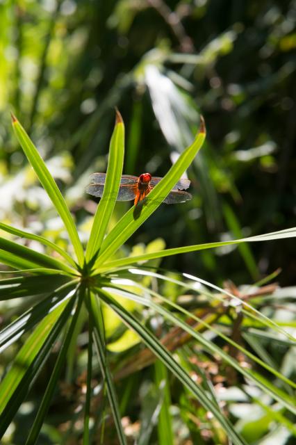 Immagine Allegata: 0065  _NDF7372 70 mm  1-500 sec a f - 8,0 Max Aquila photo (C).jpg