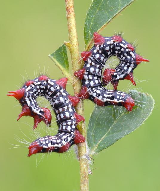 Immagine Allegata: Interview Azalea Leafminer ds jpg.jpg