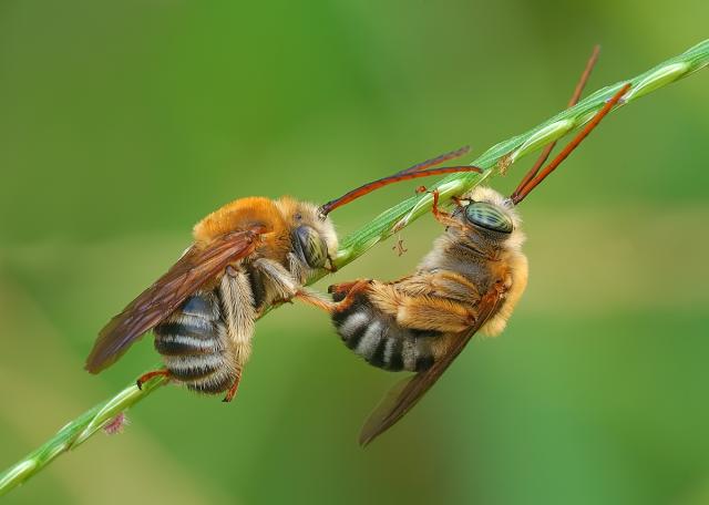 Immagine Allegata: Interview SLEEPING Bees ds final jpg.jpg