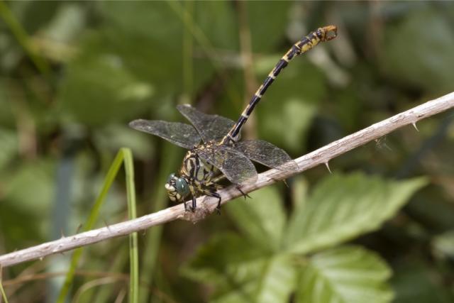 Immagine Allegata: onychogomphus5_216.JPG