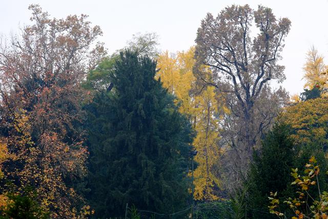 Immagine Allegata: autunno.jpg