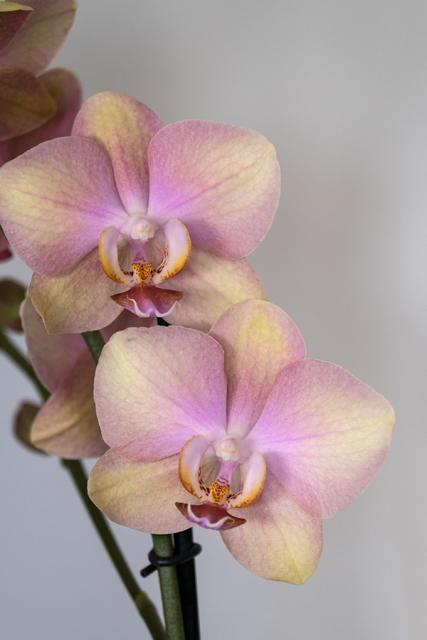Immagine Allegata: orchidea.jpg