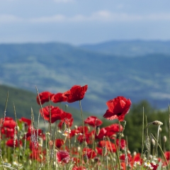 Poppies