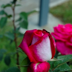 Bocciolo di rosa rossa