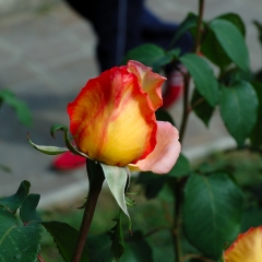 Rosa bicolore bocciolo