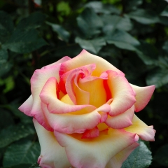 Rosa arlecchino