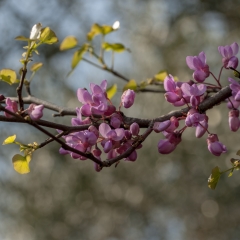 Cercis siliquastrum L .Comunemente chiamato Albero di Giuda