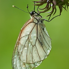 Aporia crataegi