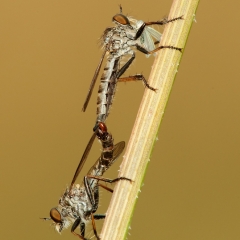 robberfly1picr