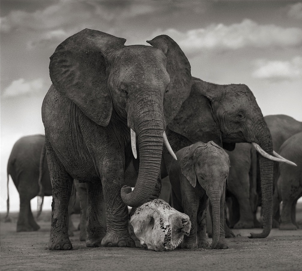 Nick Brandt: un grido per l'Africa - Grandi Fotografi - Articoli ...
